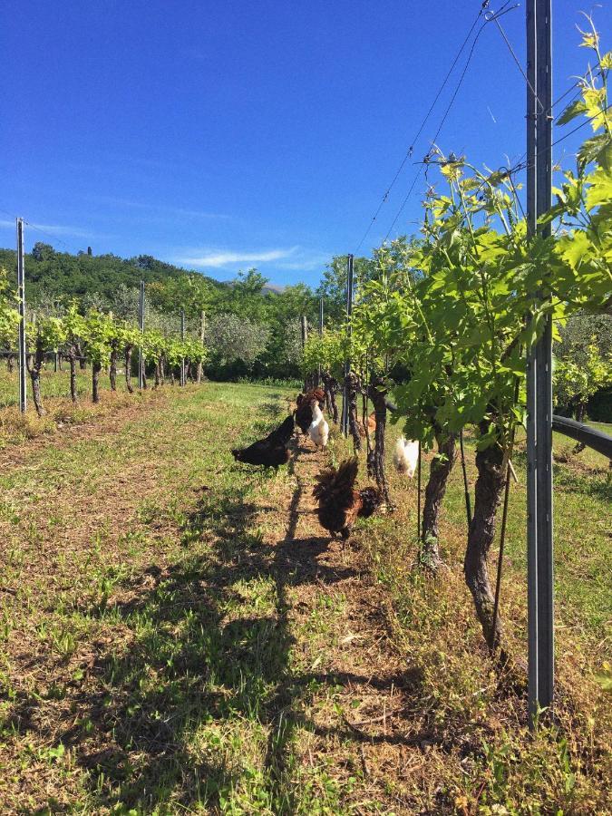 Agriturismo Ca' Cristane Rivoli Veronese Dış mekan fotoğraf